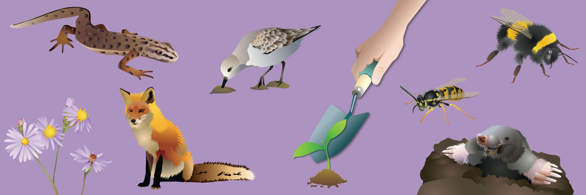 Header natuurillustraties goed2 1